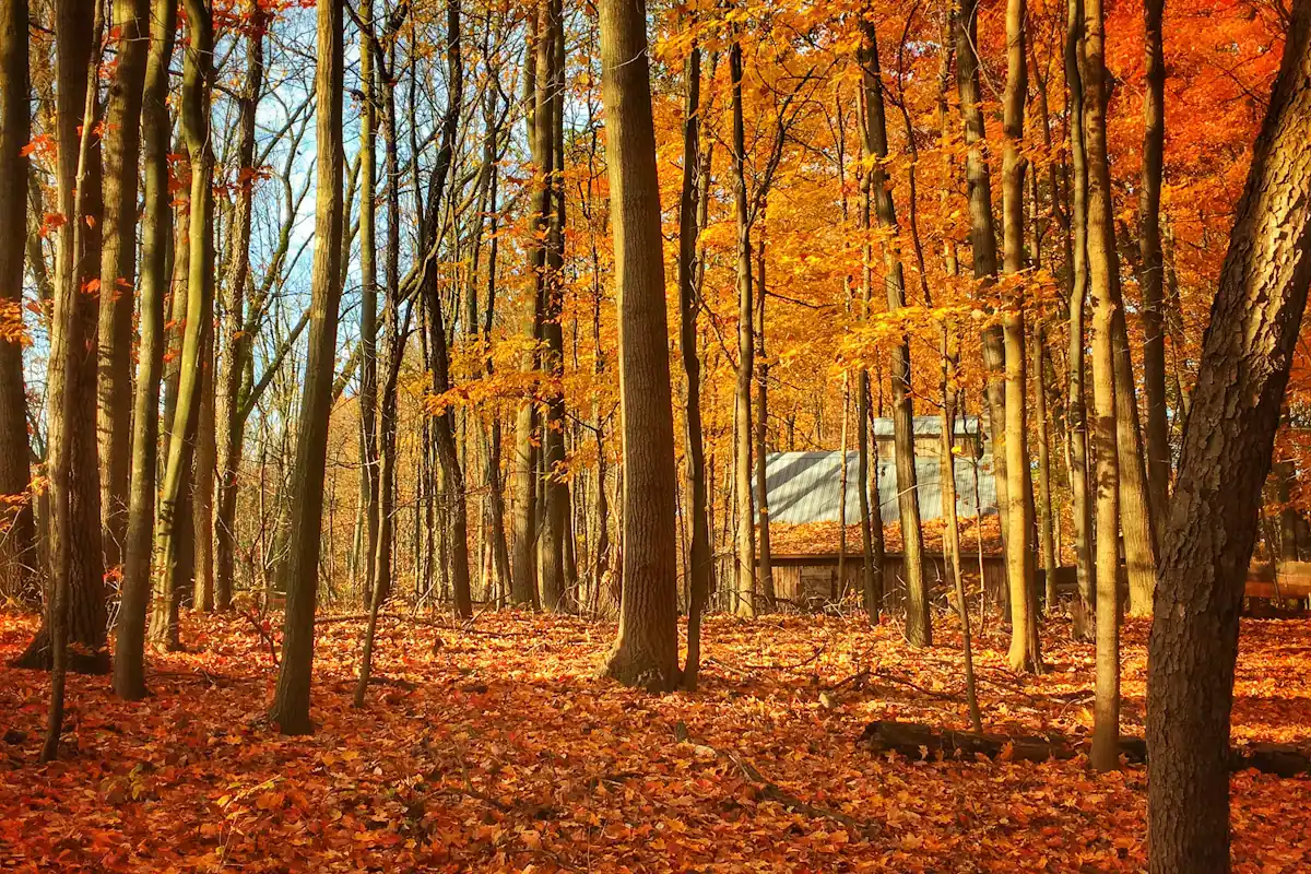 Fallen oak and maple leaves covering a woodland floor in autumn