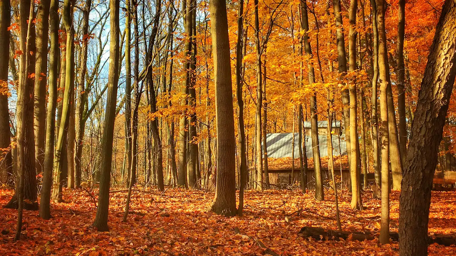 Fallen oak and maple leaves in autumn colour on a woodland floor