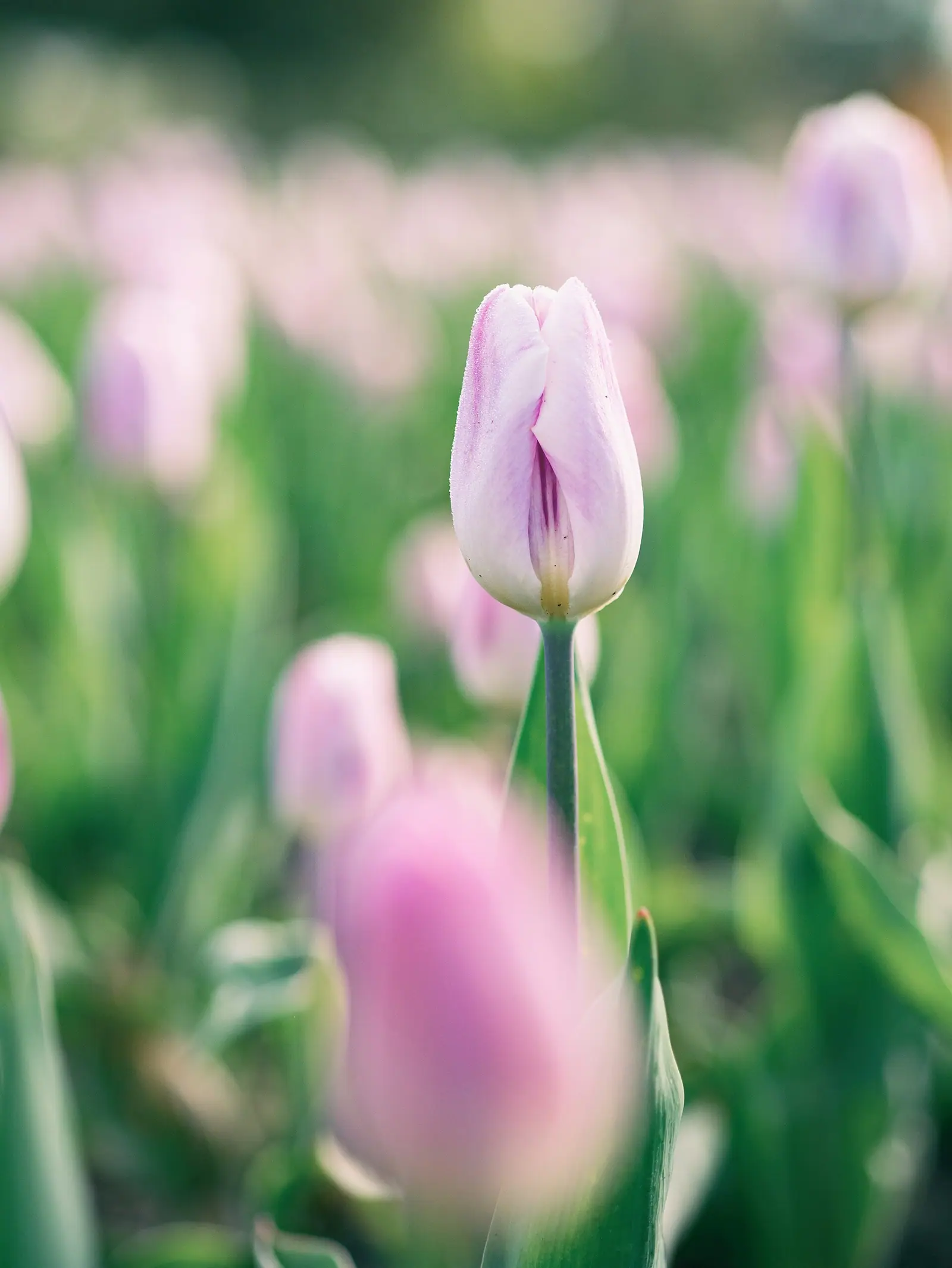 Purple flower heads standing above green foliage in a planted border