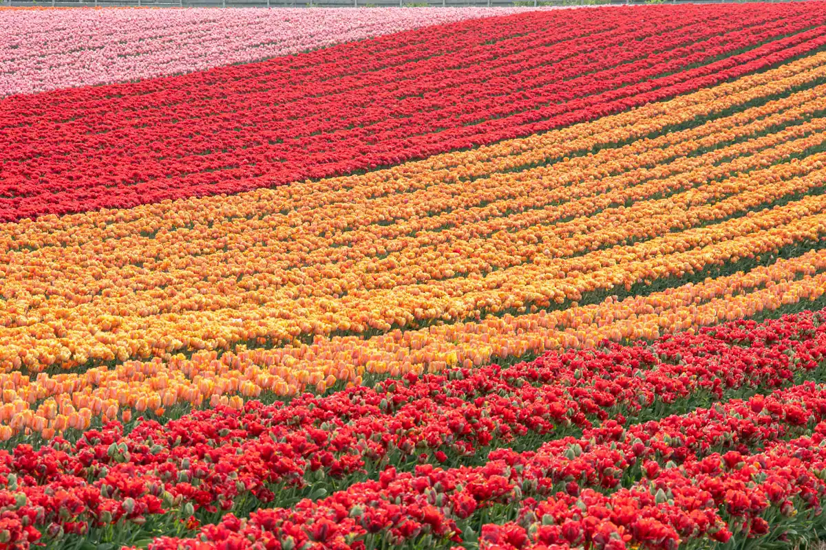 Dense rows of red and yellow tulips in a planted field
