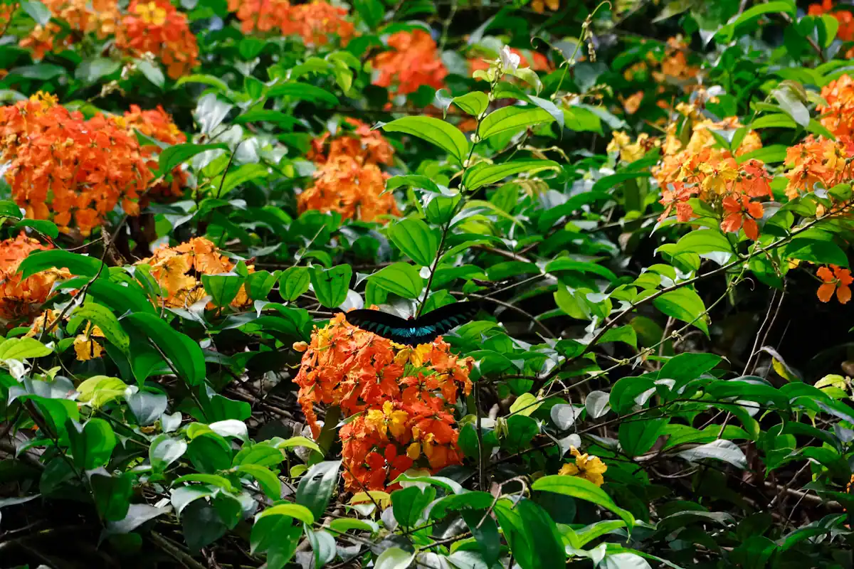 A butterfly resting with wings open on a cluster of bright orange flowers