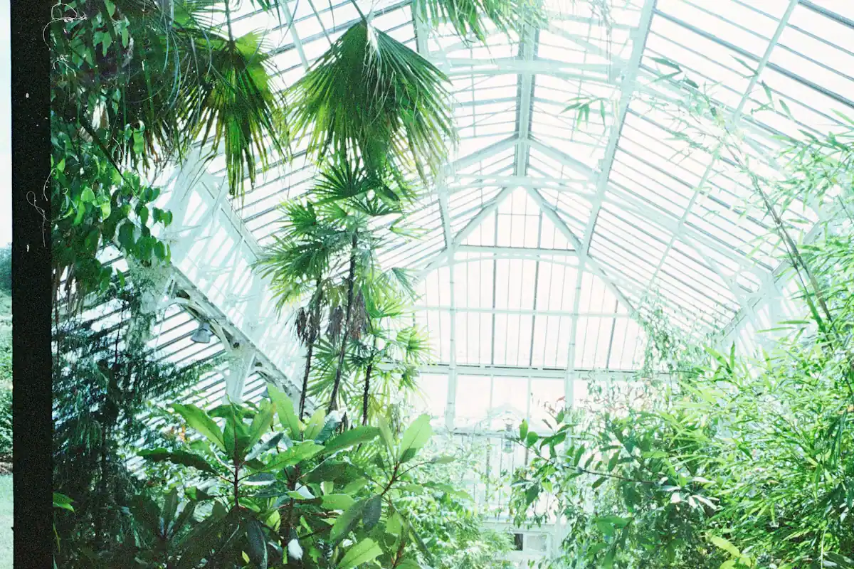 Dense green tropical foliage growing inside a tall glass-roofed conservatory