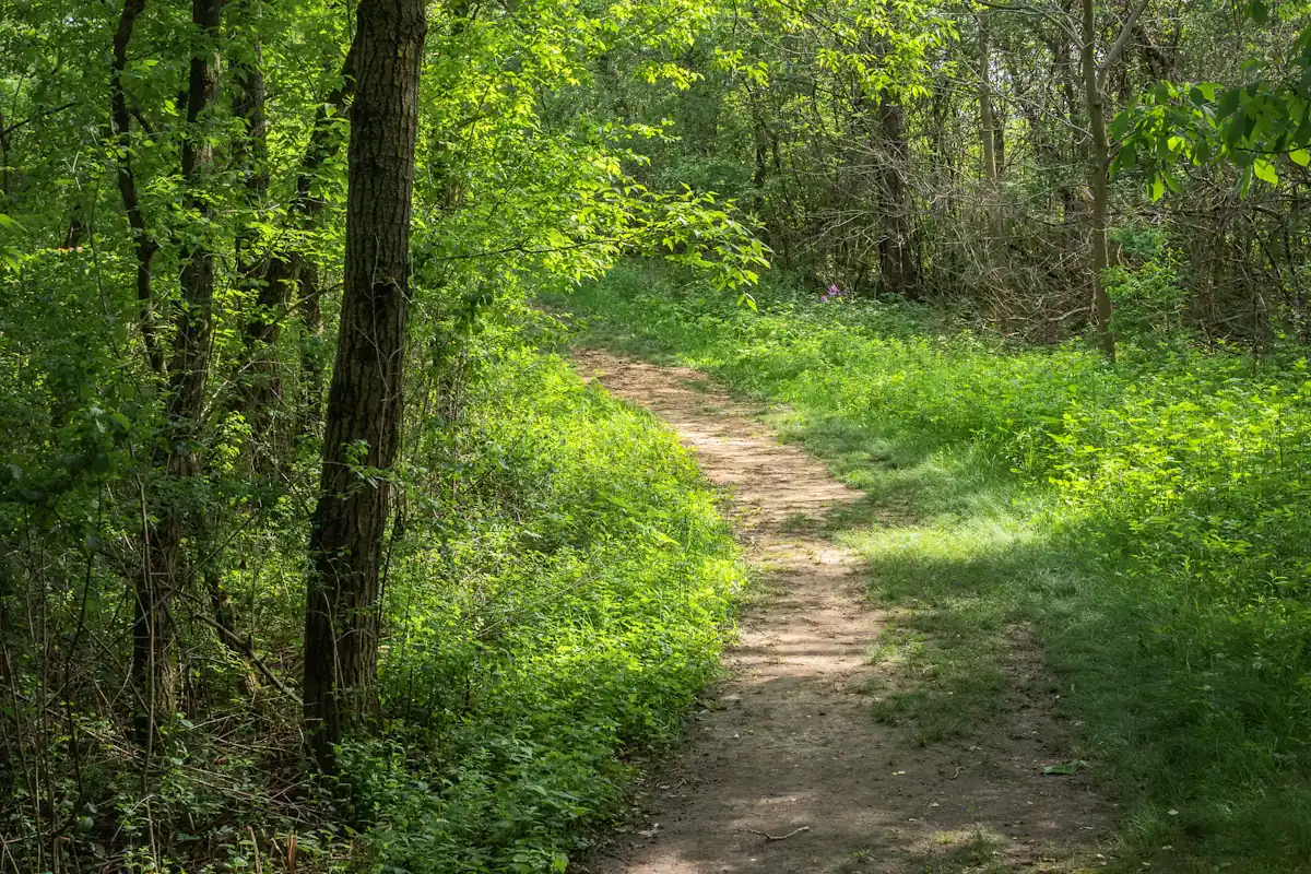 Open grass and tree line under summer daylight in a large park