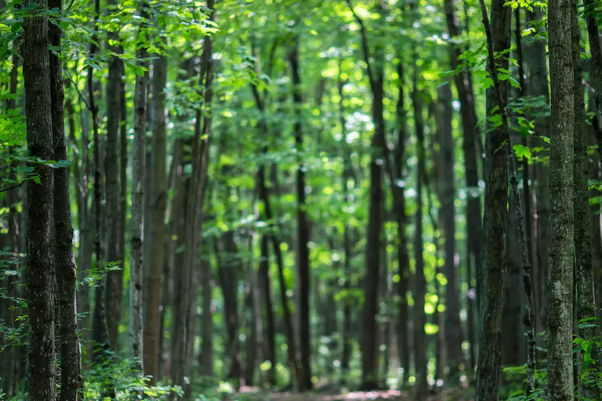 A narrow earth footpath running between tall trees in a deciduous forest