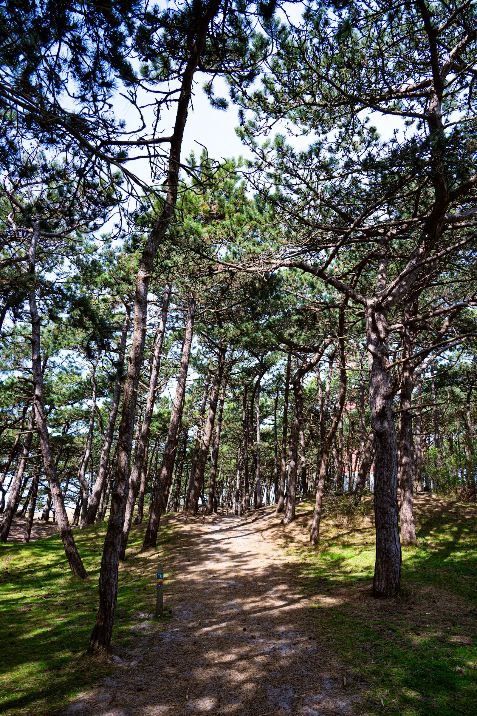 Tall pine trunks and open understorey in a sunlit stretch of sandhill forest