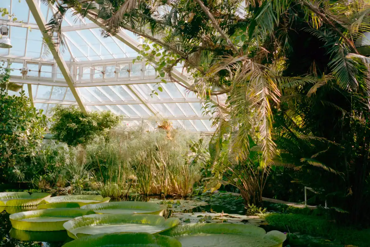 Green planting reflected in the still water of a garden pond