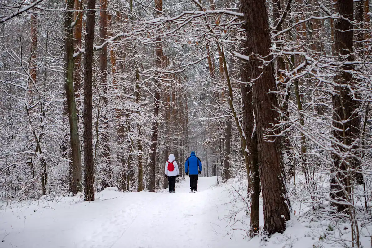 Two people walking a path through a snow-covered forest